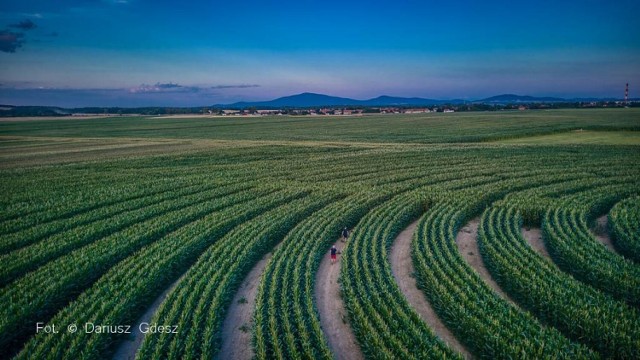Gigantyczny labirynt w polu kukurydzy na Dolnym Śląsku. Ma trzy hektary powierzchni!