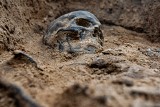 Ukradł średniowieczny topór wojenny! Nielegalny poszukiwacz skarbów stanie przed Sądem Okręgowym w Łodzi