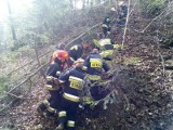 Wypadek w Przydonicy. Mężczyzna został przygnieciony przez drzewo [ZDJĘCIA]