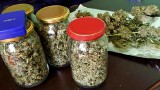 Marihuana i konopie w mieszkaniu w Kędzierzynie-Koźlu. Policja zatrzymała dwóch mężczyzn