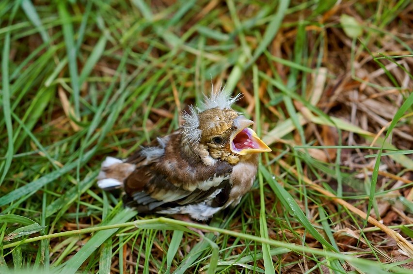 Do szpitali dla dzikich zwierząt wiosną trafia wiele piskląt, które wydają nam się wyrzucone z gniazda, a to młode, uczące się latać ptaki