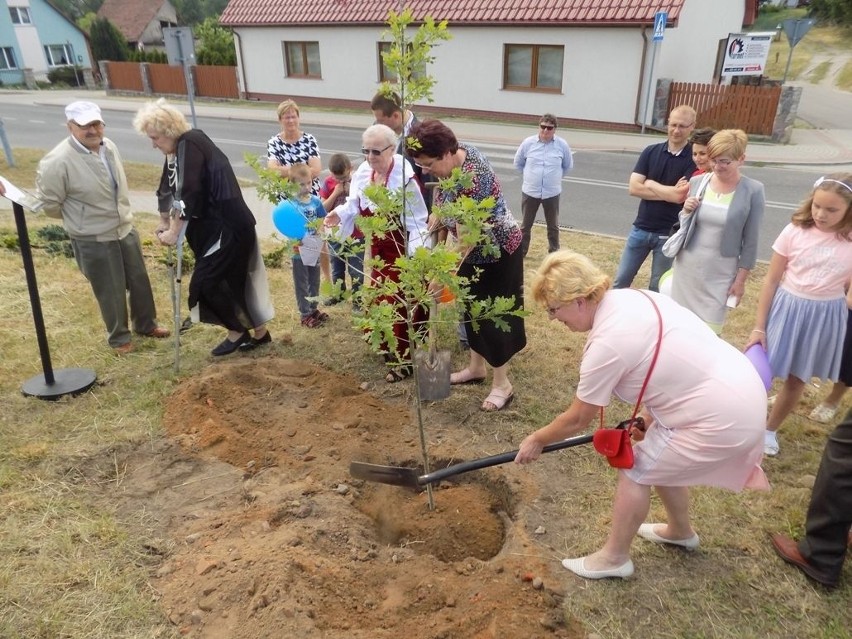 Dąb Warcisław posadzili w swojej wsi mieszkańcy Turowa koło...