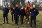 Częstochowa: nowe konie dołączyły do Zespołu Konnego Komendy Miejskiej Policji ZDJĘCIA