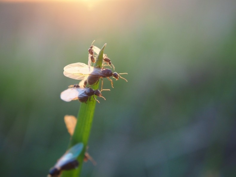 Mrówki ze skrzydłami to uskrzydlone samce i samice (przyszłe...