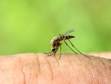 Komar nie daje żyć? Oto domowe sposoby na komary. Działają lepiej czy gorzej niż odstraszacze ze sklepu?