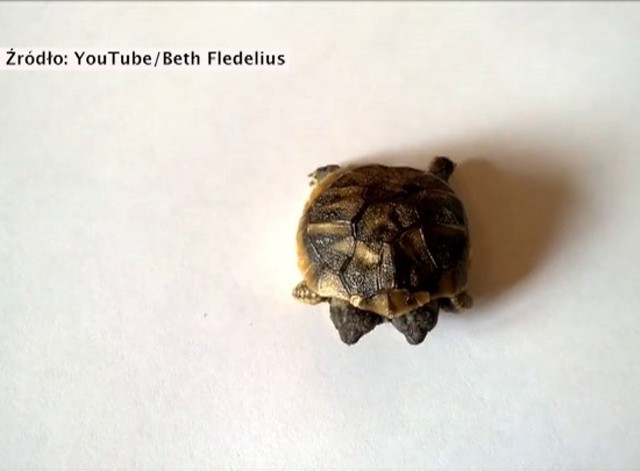 Niecodzienny okaz żółwia w duńskiej klinice weterynaryjnej
