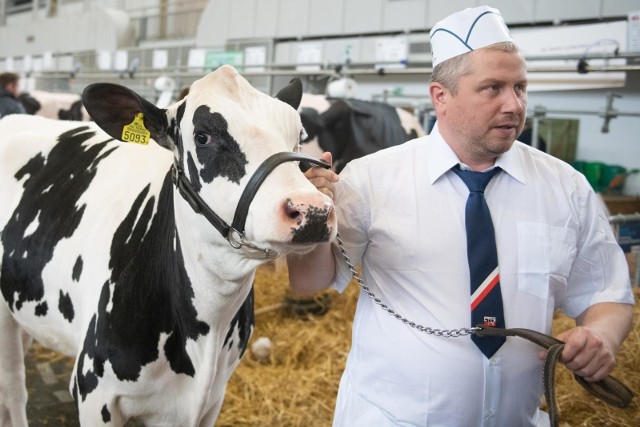 Na taką prezencję krów podczas wystawy trzeba solidnie pracować przez kilka  tygodni