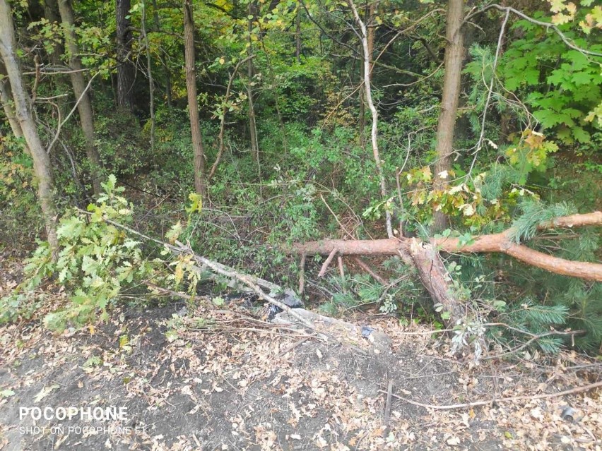 Wypadek w Odrowążu. Kierowca seata chciał uniknąć potrącenia zwierzęcia, uderzył w drzewo i słup. Ranna 15-letnia pasażerka