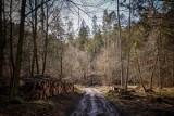 Marcin Wilga: "Leśnicy wprowadzają w błąd społeczeństwo swoją propagandą o konieczności odnawiania przez nich lasu". Wywiad z przyrodnikiem