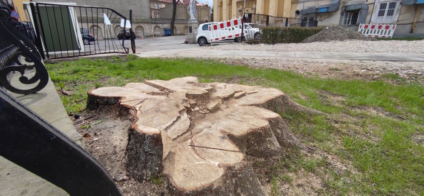 Kolejne drzewo wycięte w centrum Lublina. „Aż serce boli, jak się na to patrzy”