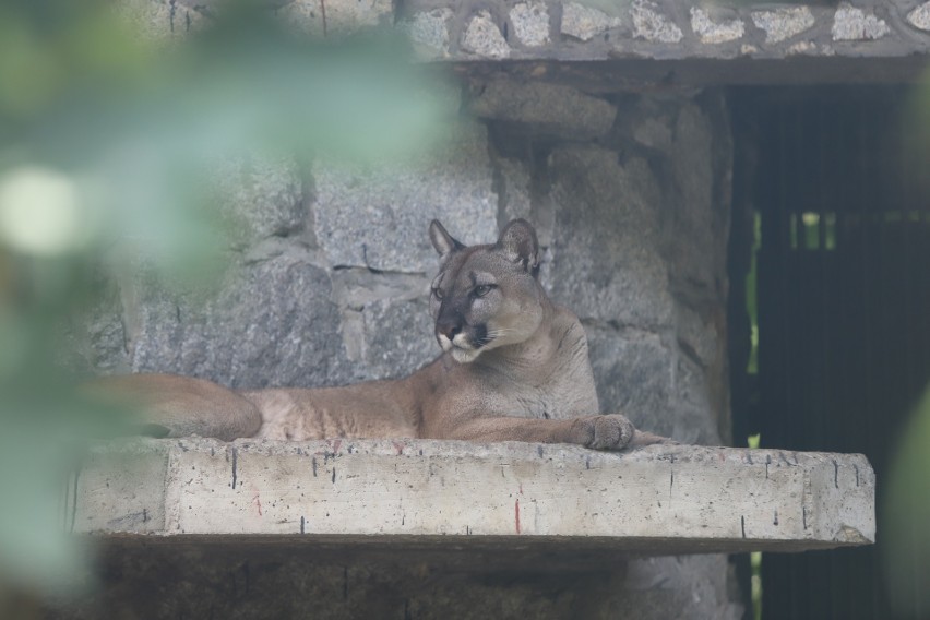 Puma Nubia jest na wybiegu tuż obok panter śnieżnych. Wiele...