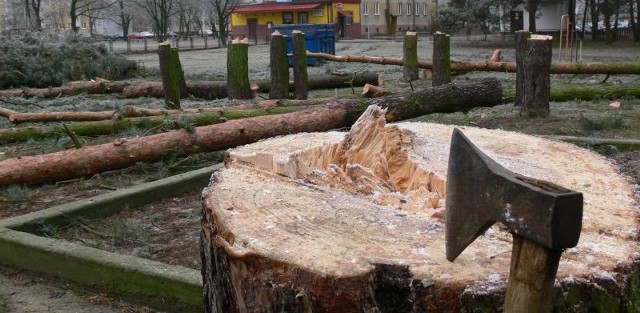 Władze Gorzyc twierdzą, że większość drzew w lasku zostanie. Wycinane są tylko sosny, które zabierają potrzebne na inwestycję miejsce.