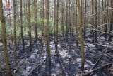 Pożary lasów na Podlasiu. Dwaj podpalacze zatrzymani przez policję