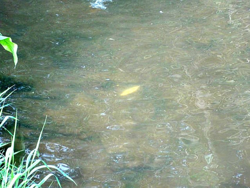 Śnięte ryby w rzece Moszczenicy. Zanieczyszczona woda? [ZDJĘCIA]