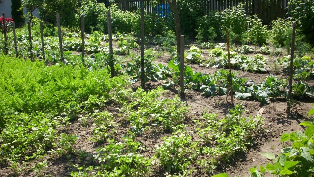 Warzywniak w lipcuDorodne warzywa w ogródku uzyskamy tylko wtedy, gdy będziemy je odpowiednio pielęgnować. Podlewanie, odchwaszczanie działki, walka ze szkodnikami a także zbiory ziół to prace, które należy wykonać w lipcu.