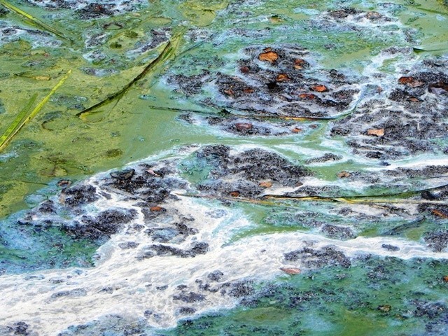 Tak wyglądał zanieczyszczony ściekami zalew Siczki