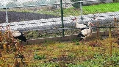 Bociany czują się dobrze w ogródku Zofii i Czesława Niemców FOT. EWA TYRPA