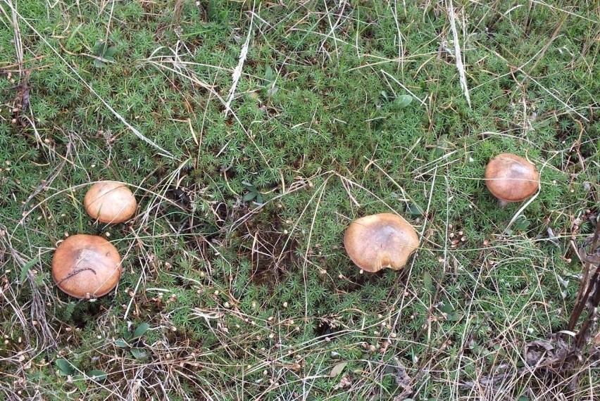 Takie grzyby można znaleźć w okolicach miejscowości Ozierany...