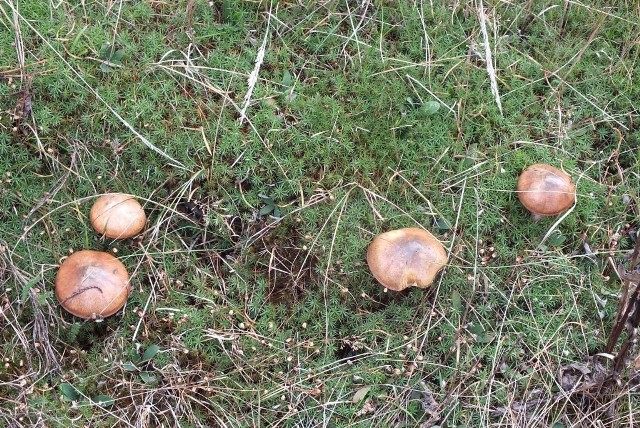 Takie grzyby można znaleźć w okolicach miejscowości Ozierany Małe
