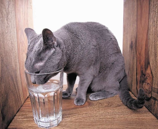 Podczas upałów kot musi mieć dostęp do pitnej wody.