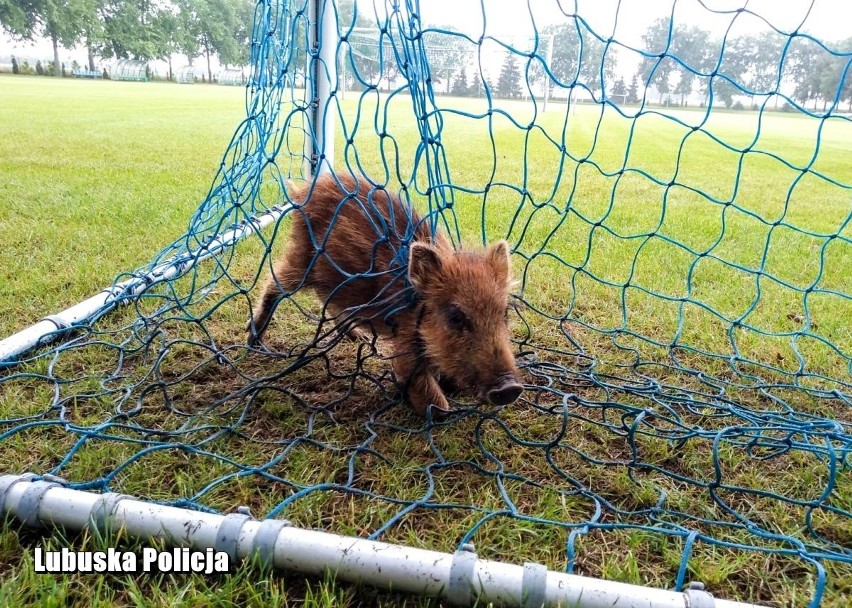 W sobotę policjanci ze Świebodzina ratowali warchlaczki, a...