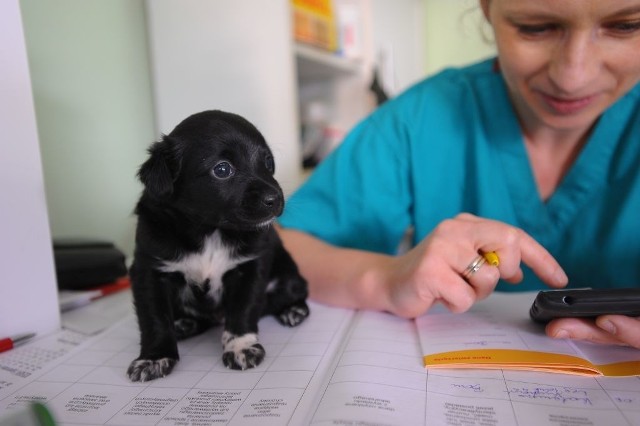 Pani Monika opiekuje się nie tylko pieskami, ale i krowami. Z mężem pasjami opowiadają o rozrodzie krów. Pomagają prowadzić ich ciąże. Rolnicy są wdzięczni, bo gdy są cielaki, to krowa daje więcej mleka.