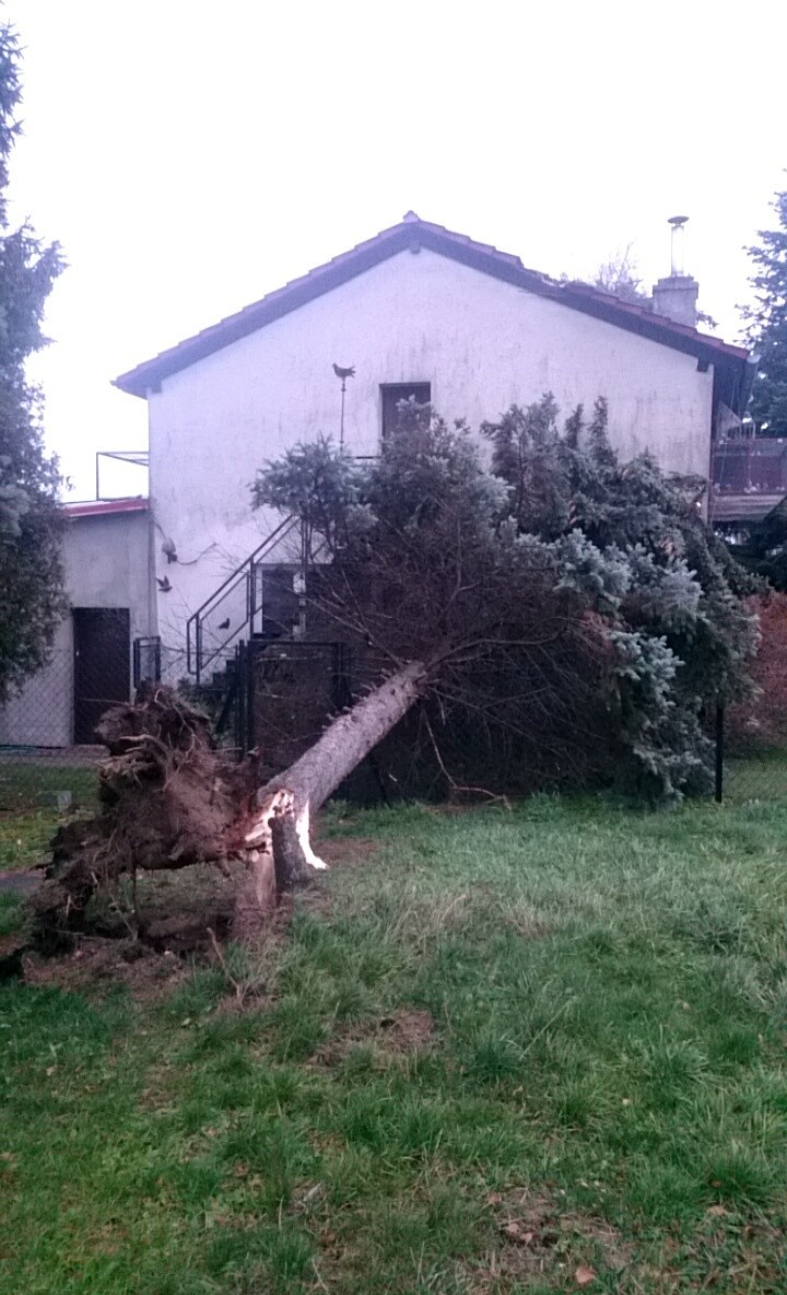 Rano drzewo zwaliło się na sklep w Kalwarii Zebrzydowskiej