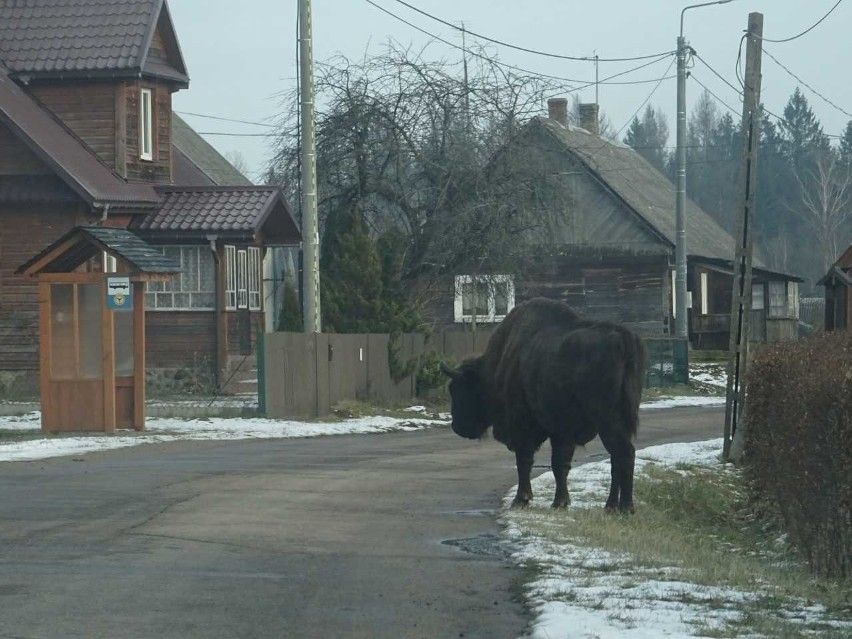 Budy to jedna z piękniejszych wsi położonych w Puszczy...