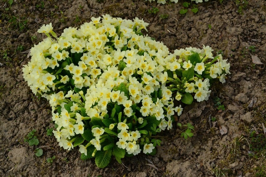 Ogród Botaniczny w Lublinie już otwarty dla mieszkańców