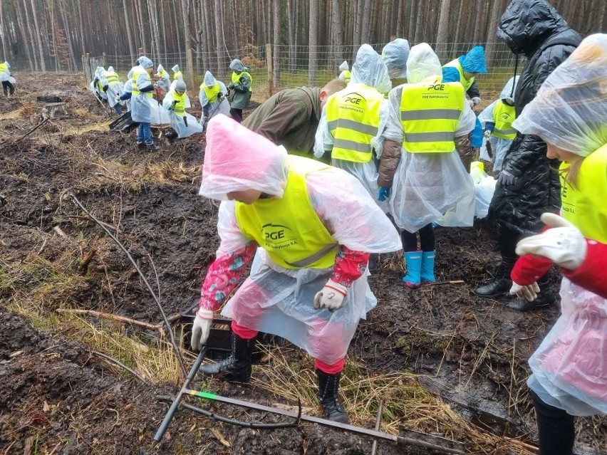 "Lasy pełne energii" - z udziałem dzieci w Nadleśnictwie Skarżysko zasadzono tysiąc drzew. Zobacz zdjęcia