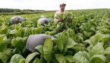 Rolnicy masowo zatrudniają Ukraińców jako pomocników