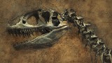 Ważył 400 kg. Naukowcy odkryli szczątki nowego dinozaura