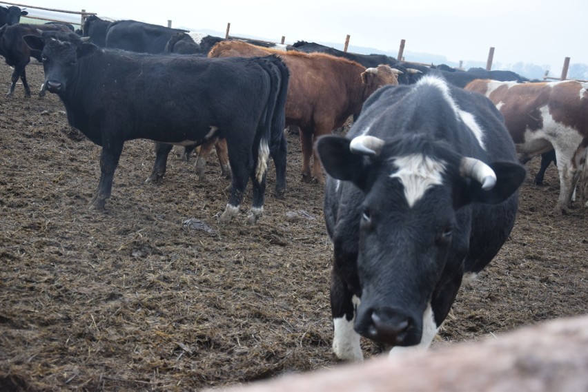 Stado krów liczy ponad 170 sztuk bydła.