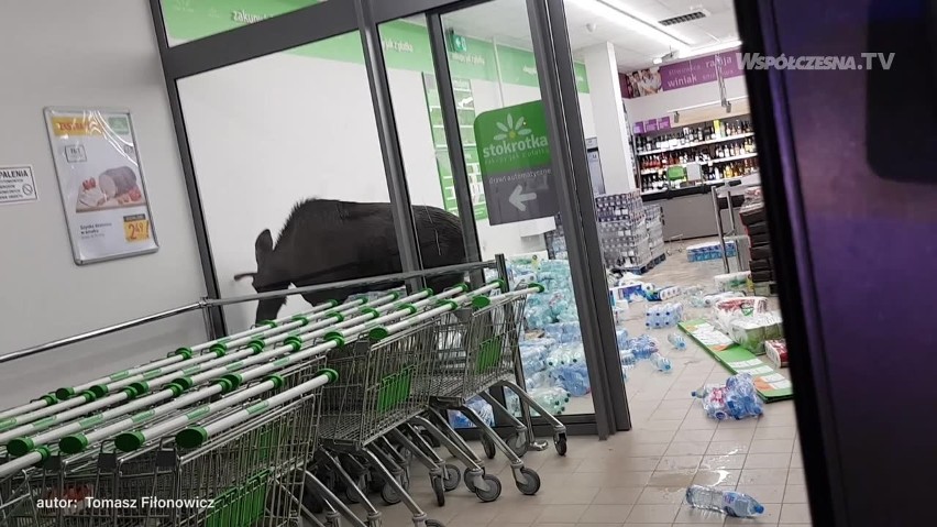 Łoś wbiegł do sklepu w Sokółce. Zwierzę nic nie kupiło. Zniszczyło stoisko z alkoholem [30.07.2019]