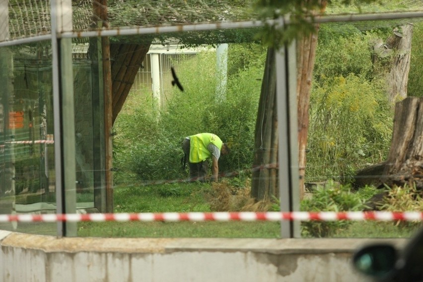 Kulisy wypadku w zoo: Tygrys zagryzł opiekuna