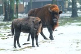 Żubry  z Białowieży mogą stać się atrakcją Puszczy Augustowskiej