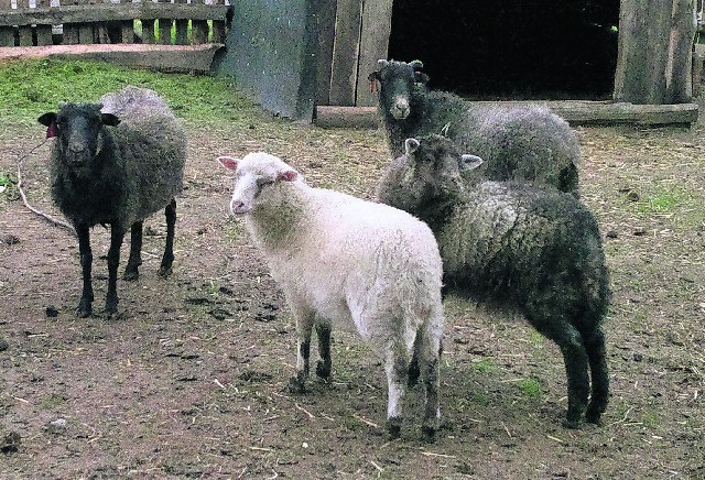 Trzy miesiące temu w minizoo przyszły na świat dwie owieczki. Na zdjęciu - razem z mamami.