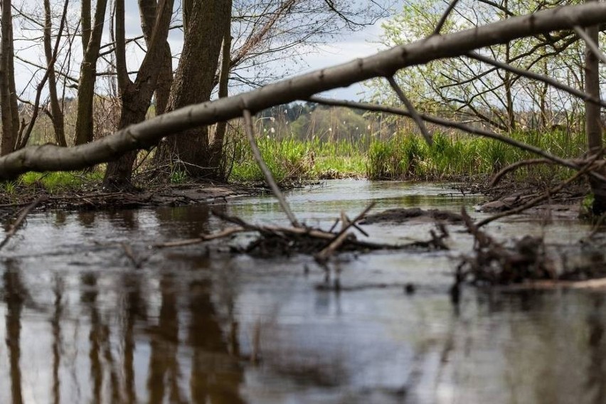 Krajeński Park Krajobrazowy