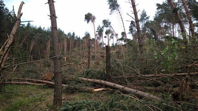 Wiatr wywrócił nie tylko pojedyncze drzewa. W wielu...
