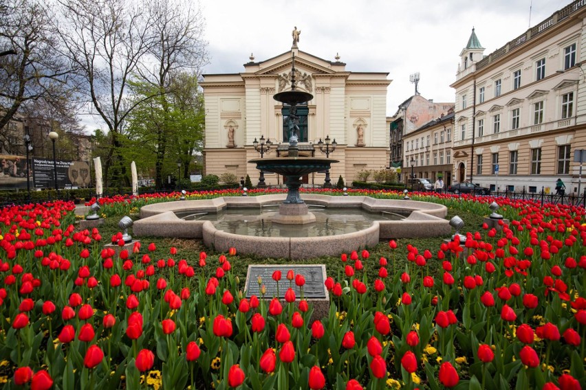 Tysiące tulipanów zakwitło w Bielsku-Białej....