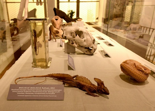 W Muzeum Żup Krakowskich w Wieliczce otwarto ekspozycję „Bazyliszki i dinozaury z obrazów Ociepki”. W lipcu i sierpniu zaplanowano tam pokazy przyrodnicze dla dzieci oraz dorosłych pod hasłem "Czy istniały smoki?"