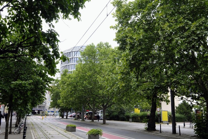 Drzewa w Poznaniu są bardzo ważne dla mieszkańców, którzy...