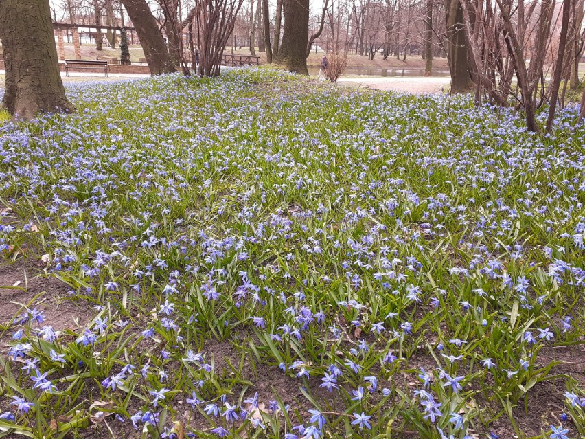 Bytom: Park Miejski im. F.Kachla tonie w błękicie. Cebulice tworzą prawdziwe dywany! Trzeba tylko dobrze poszukać