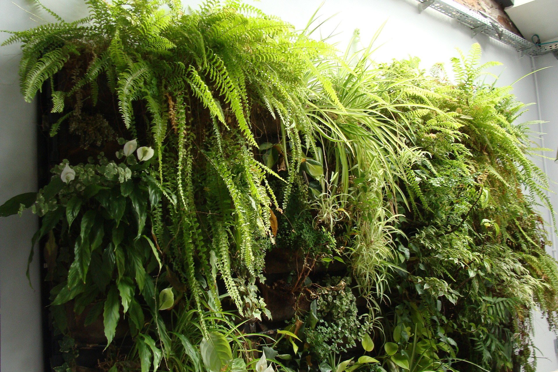 Zielona ściana z roślin doniczkowych. Jak ją zrobić w domu? Polecamy sposób  na ogród wertykalny we wnętrzu | RegioDom