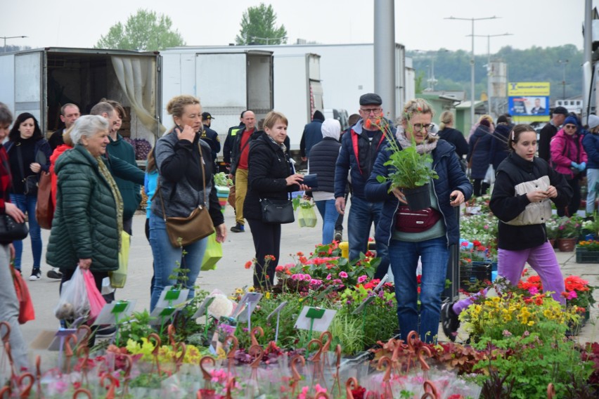 Ogromny wybór roślin na giełdzie w Sandomierzu. Miłośnicy zieleni kupują sadzonki do domu, ogrodu, na balkon. Zobacz zdjęcia