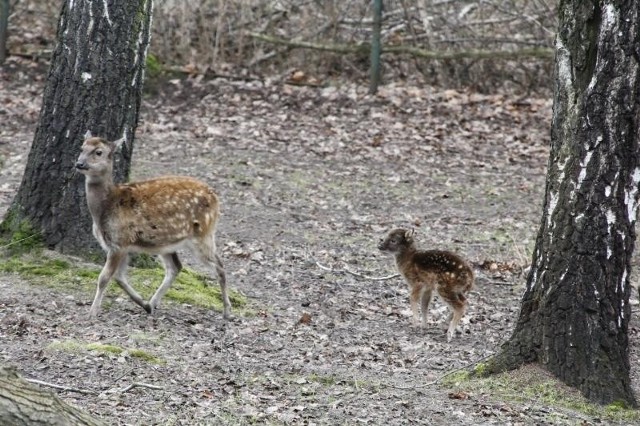 Podwójne narodziny w poznańskich zoo [ZDJĘCIA]