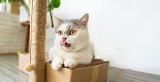 Jaki drapak dla kota się sprawdzi? Jaki model spodoba się mruczkowi? Wybierz idealny prezent z okazji Międzynarodowego Dnia Kota