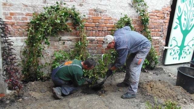 rewitalizacja podwórkaKrzysztof Macierzyński i Zbigniew Mikołajczak, pracownicy firmy Daniel, sadzą zieleń na rewitalizowanym podwórku przy alei 23 Stycznia 16