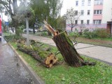 Przewrócone drzewo na ul. Wczasowej w Ustce. Nikomu nic się nie stało