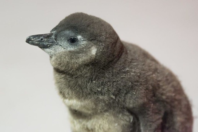 pisklę pingwina przylądkowego